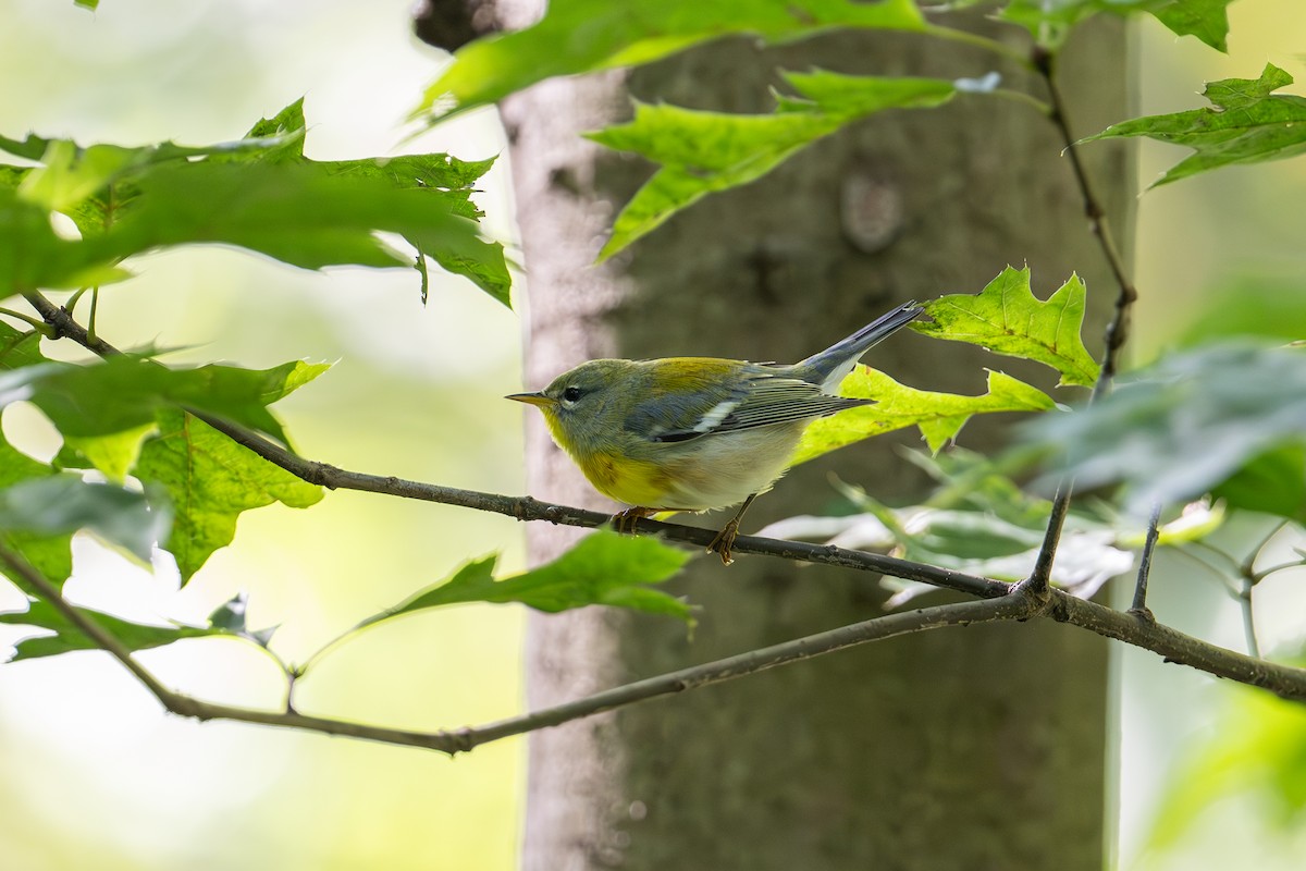 Northern Parula - ML644610401