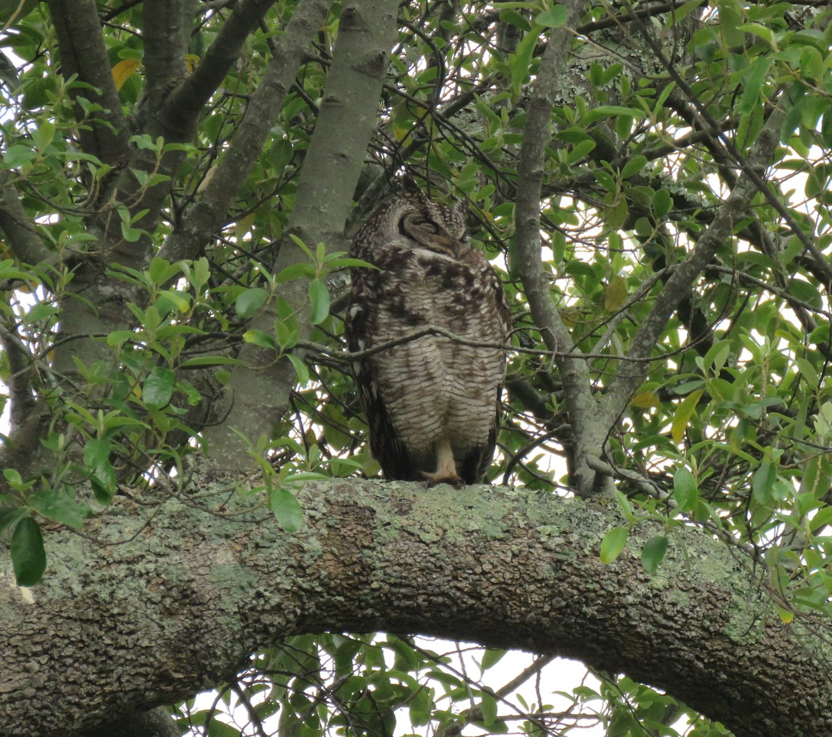Spotted Eagle-Owl - ML644610405
