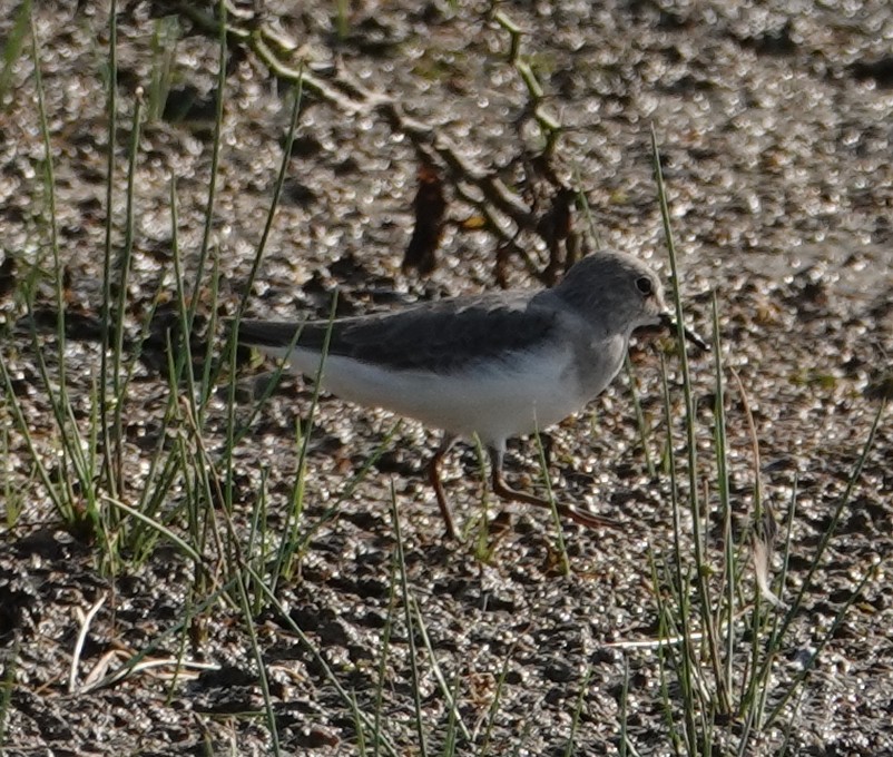 Temminck's Stint - ML644610407