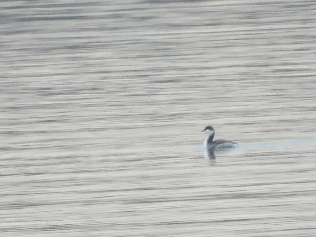 Ухаа шунгуур - ML644610409