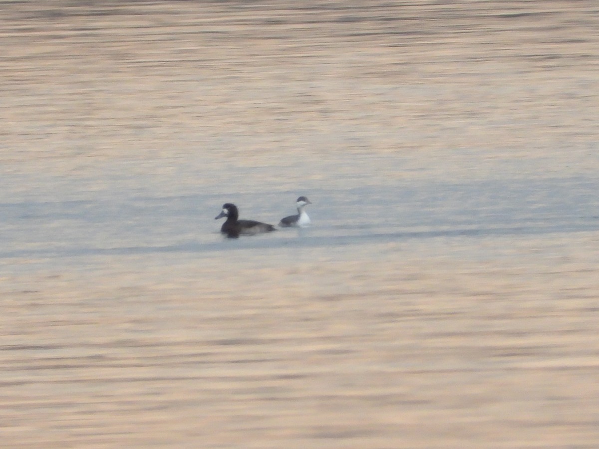 Ухаа шунгуур - ML644610410