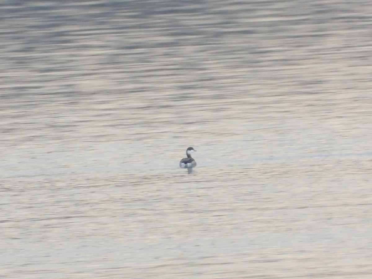 Ухаа шунгуур - ML644610411