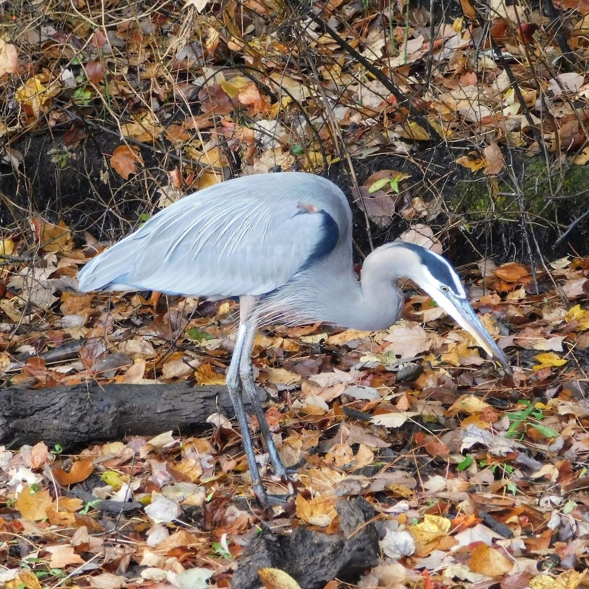 Great Blue Heron - ML644610416