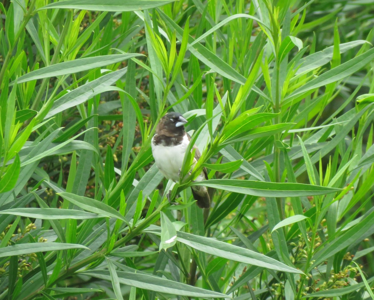 Bronze Mannikin - ML644610419