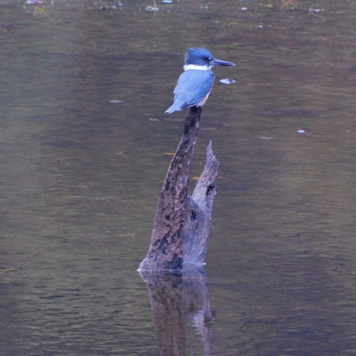 Belted Kingfisher - ML644610420