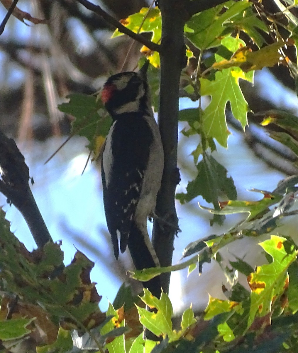 Downy Woodpecker - ML644610421