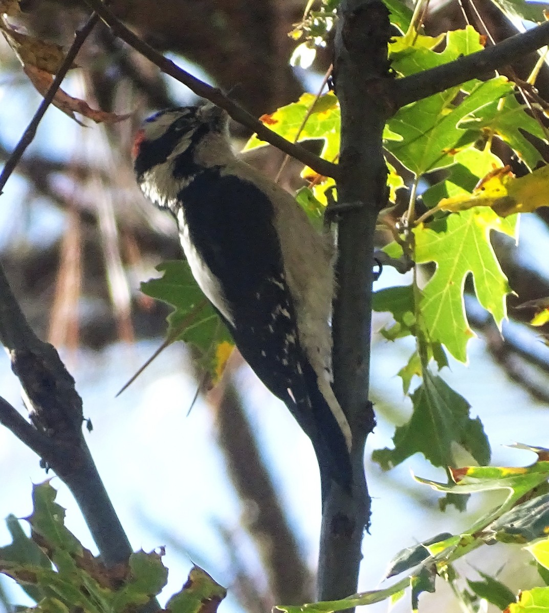 Downy Woodpecker - ML644610422