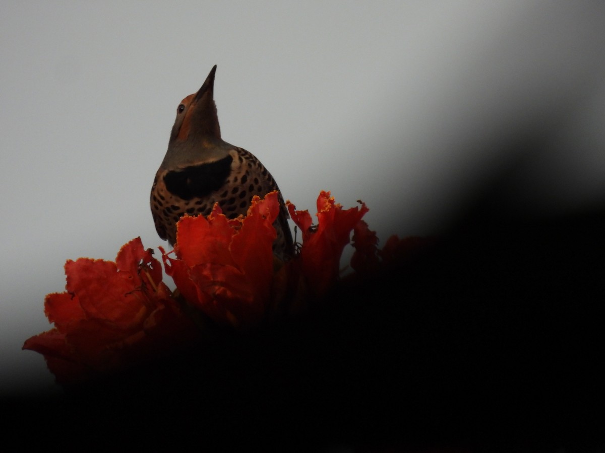 Guatemalan Flicker - ML644610423