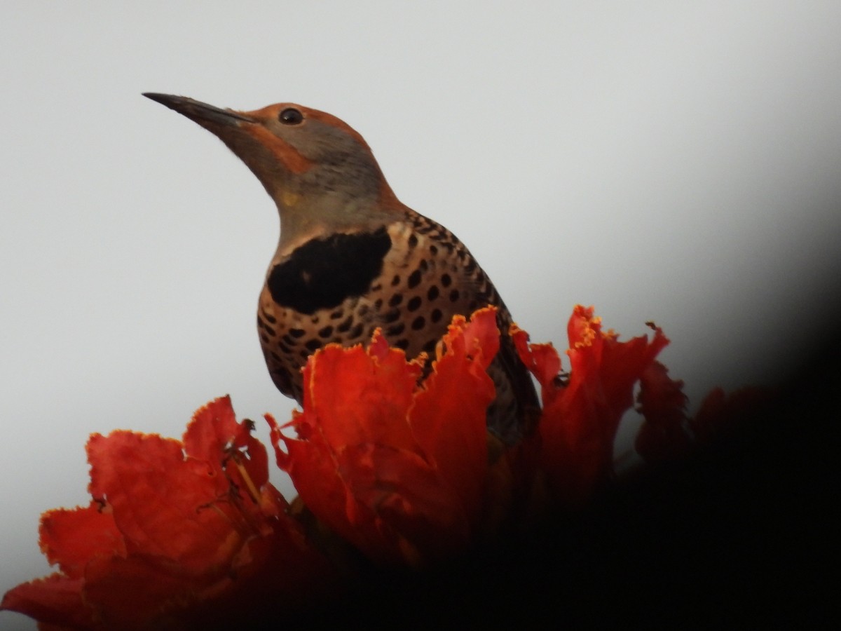 Guatemalan Flicker - ML644610424
