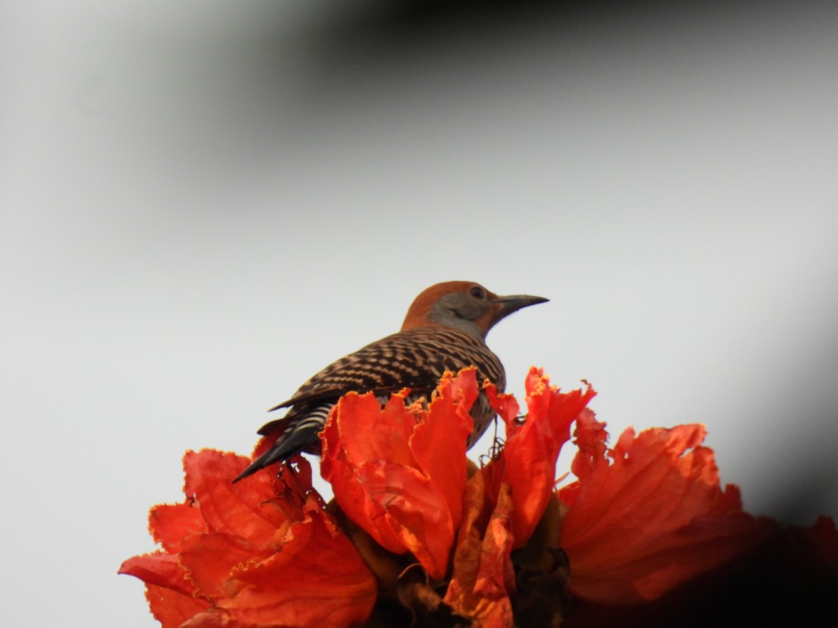 Guatemalan Flicker - ML644610425