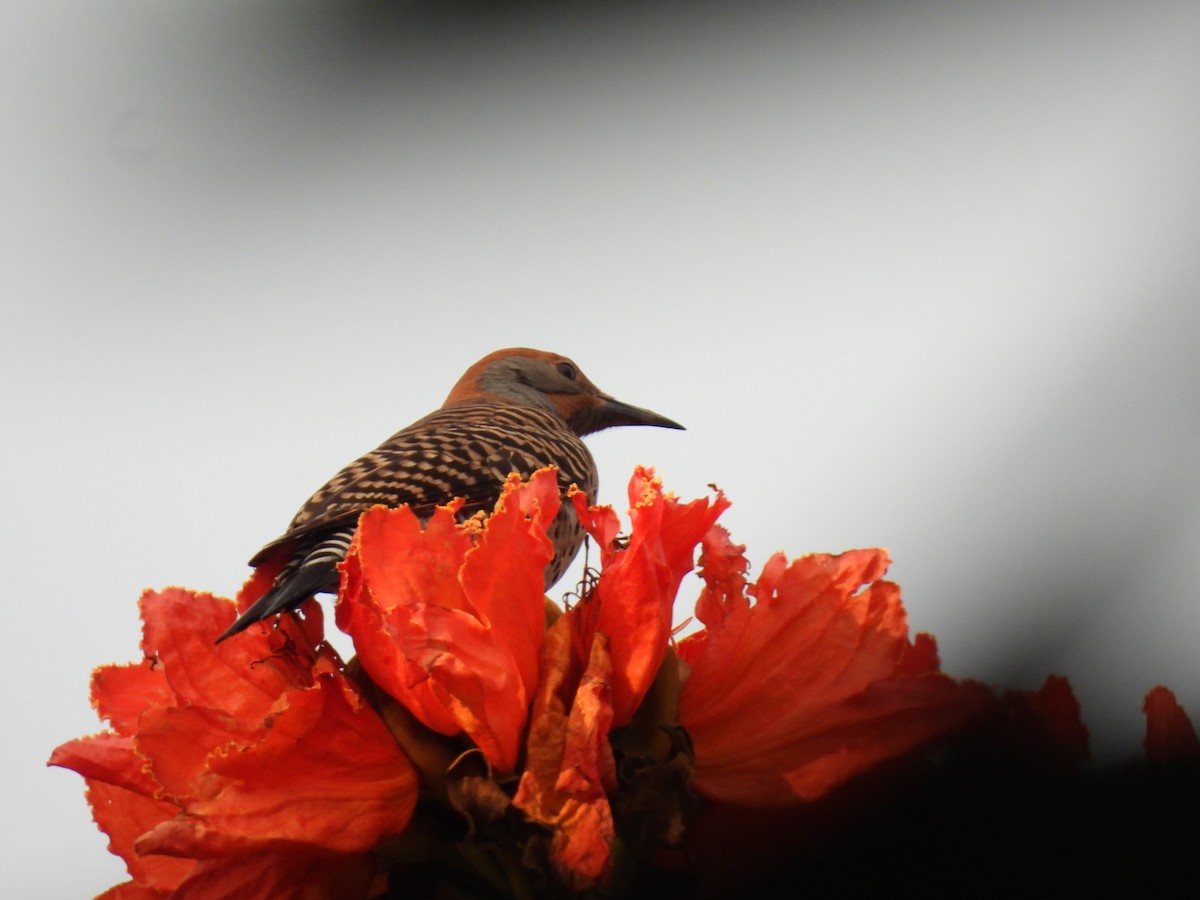 Guatemalan Flicker - ML644610426