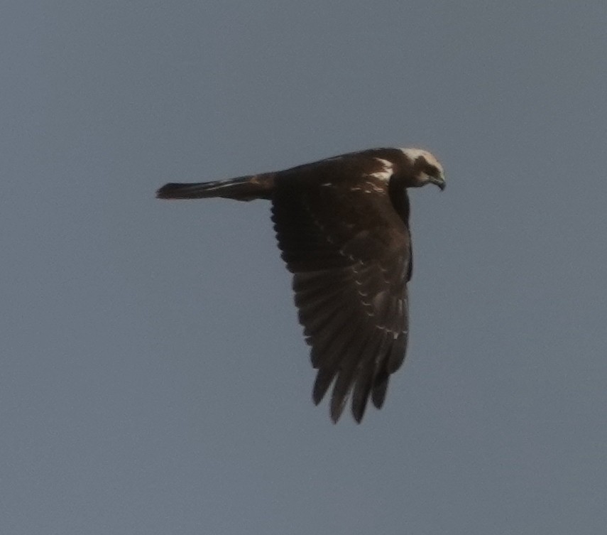 Western Marsh Harrier - ML644610441