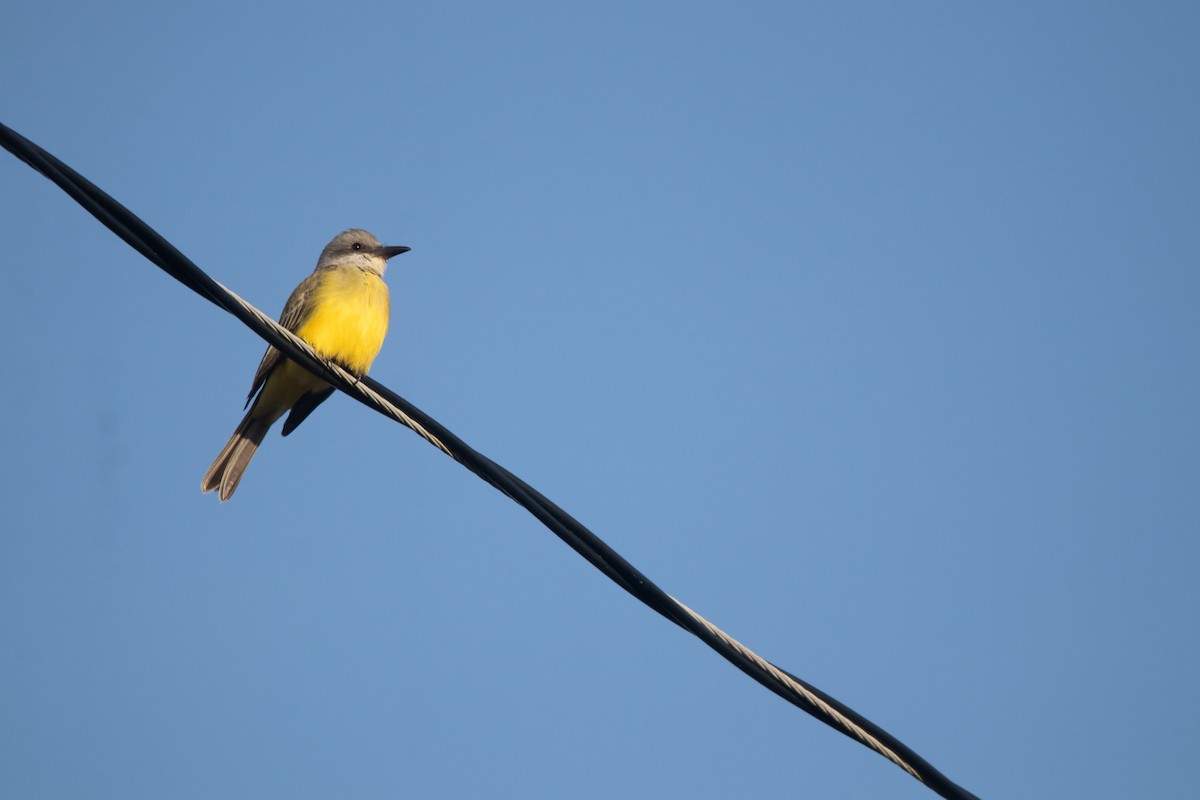Tropical Kingbird - ML644610445
