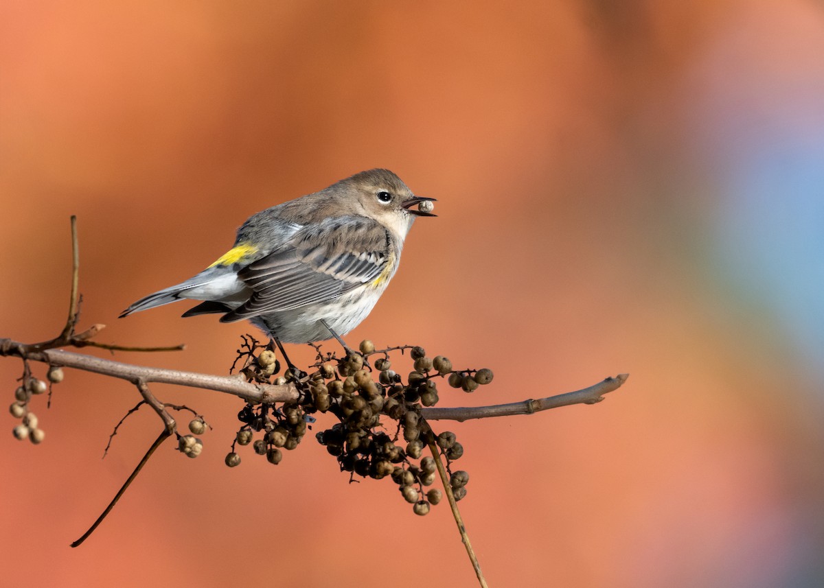 Yellow-rumped Warbler - ML644610447