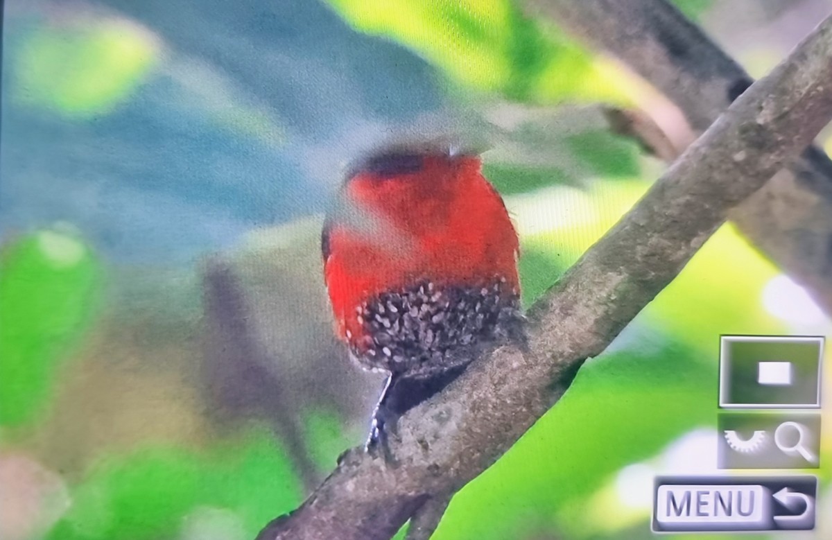 Becbleu sanguin (haematina/togoensis) - ML644610457