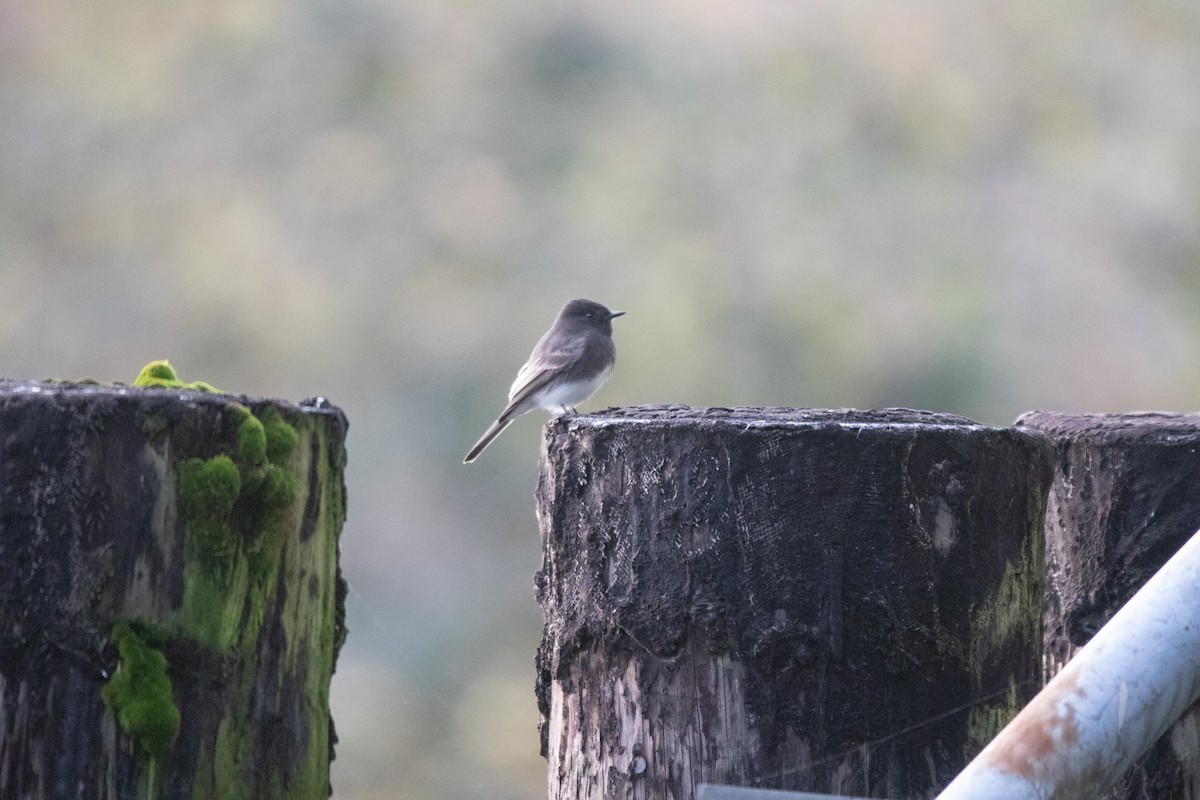 Black Phoebe - ML644610463