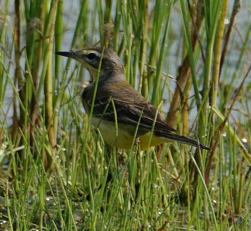 Western Yellow Wagtail - ML644610465
