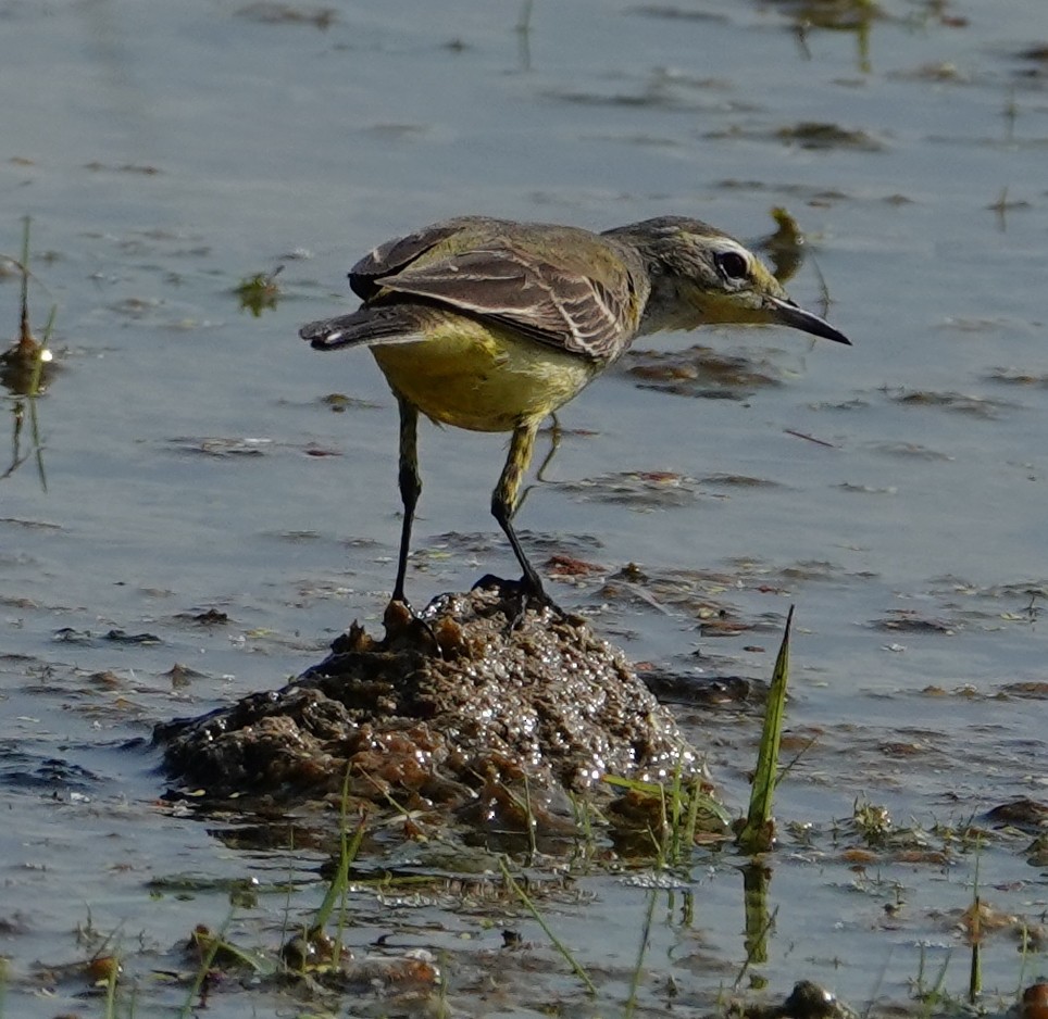Western Yellow Wagtail - ML644610466