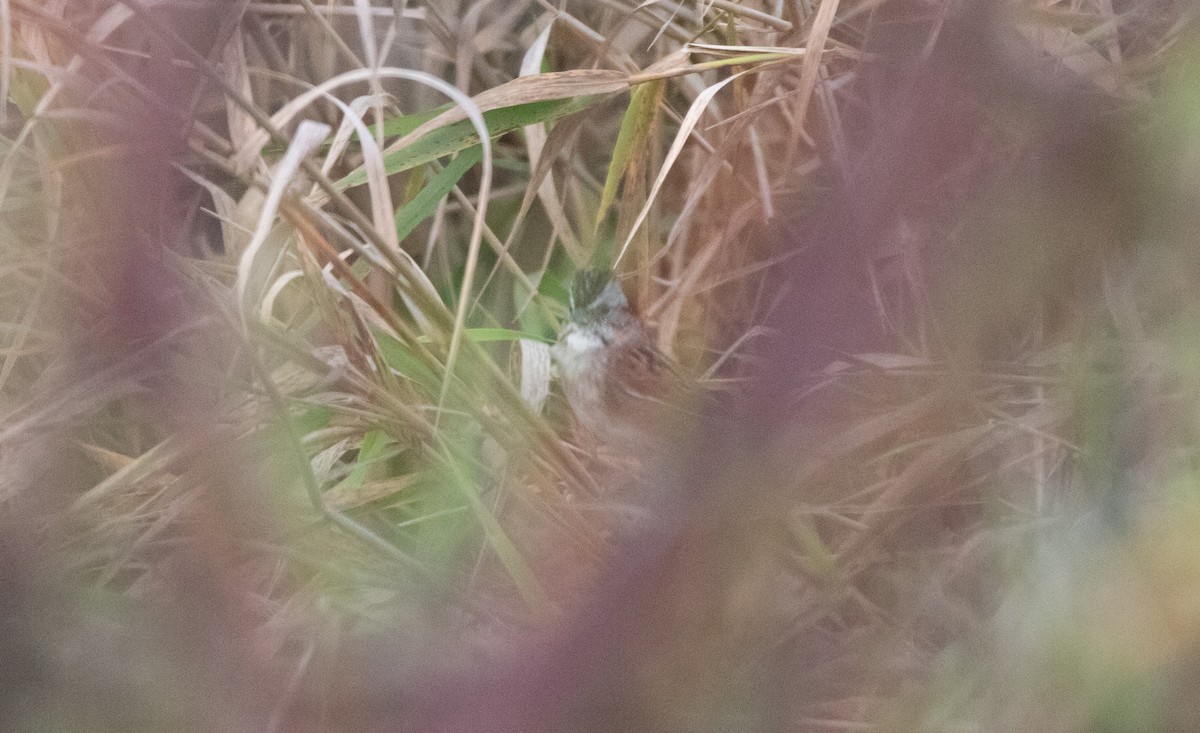 Swamp Sparrow - ML644610467