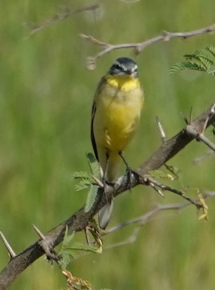 Western Yellow Wagtail - ML644610475