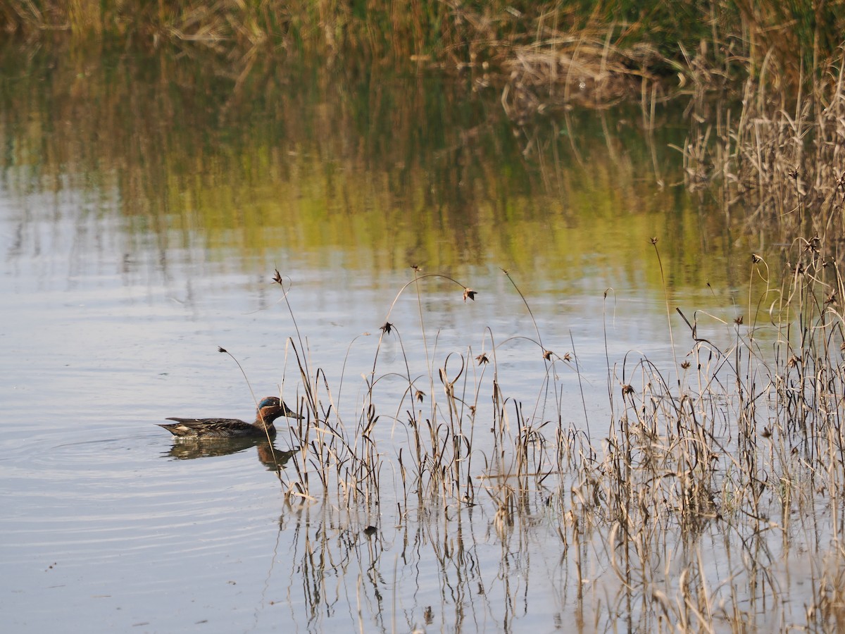 krikkand - ML644610481