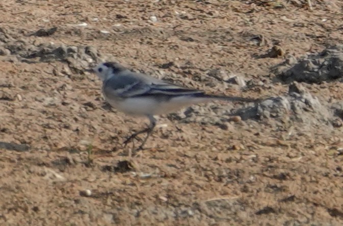White Wagtail - ML644610490
