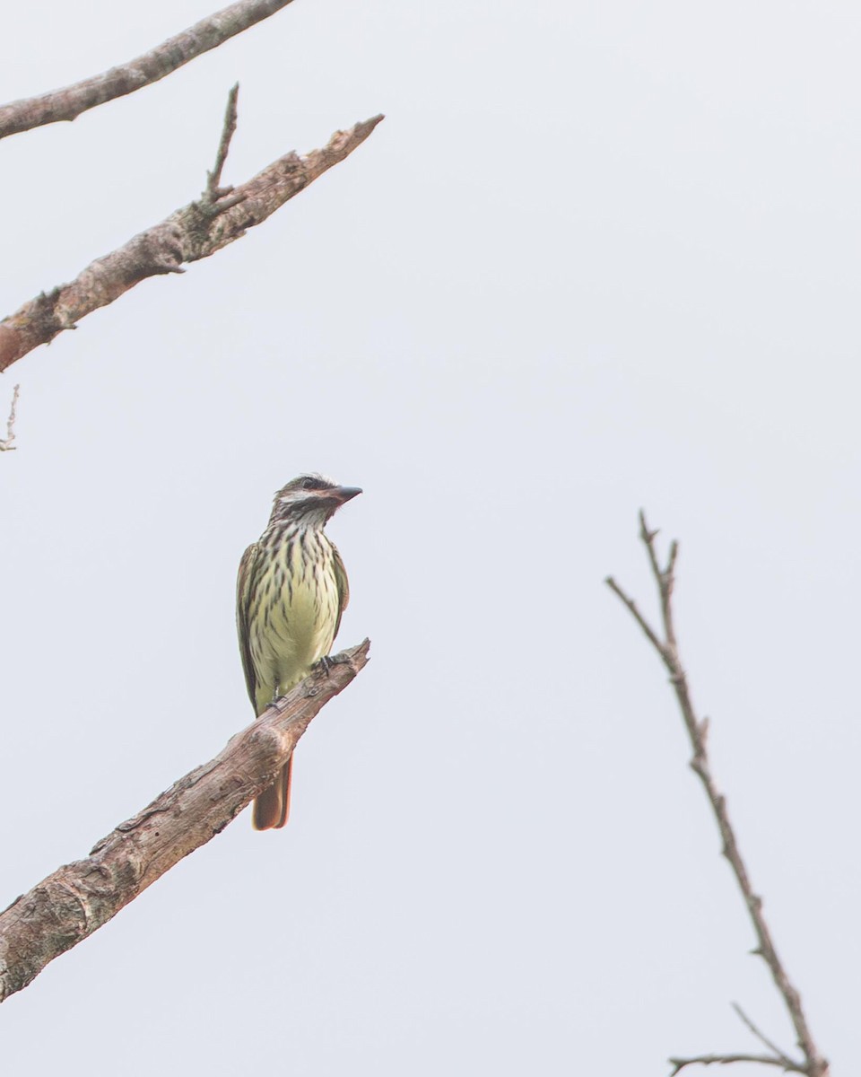 Sulphur-bellied Flycatcher - ML644610491