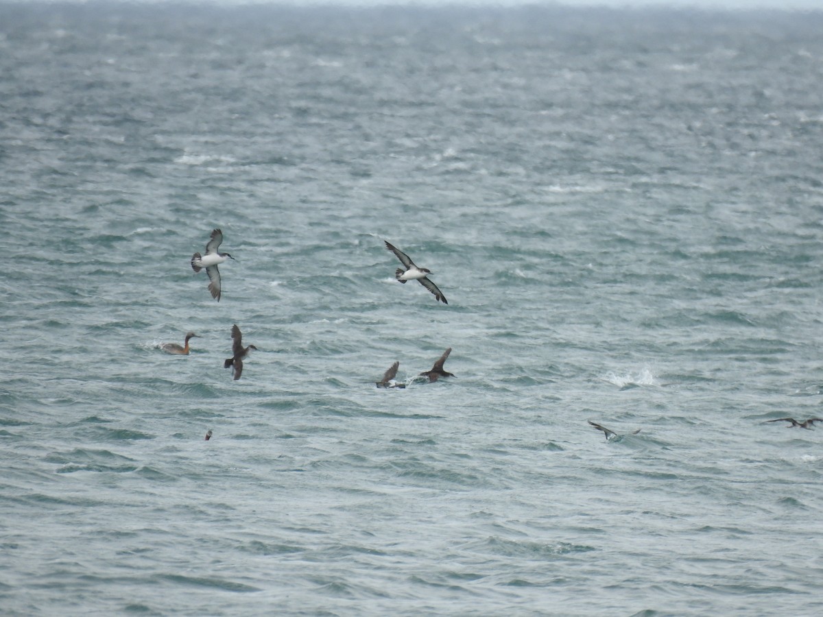 buřňák severní - ML644610492