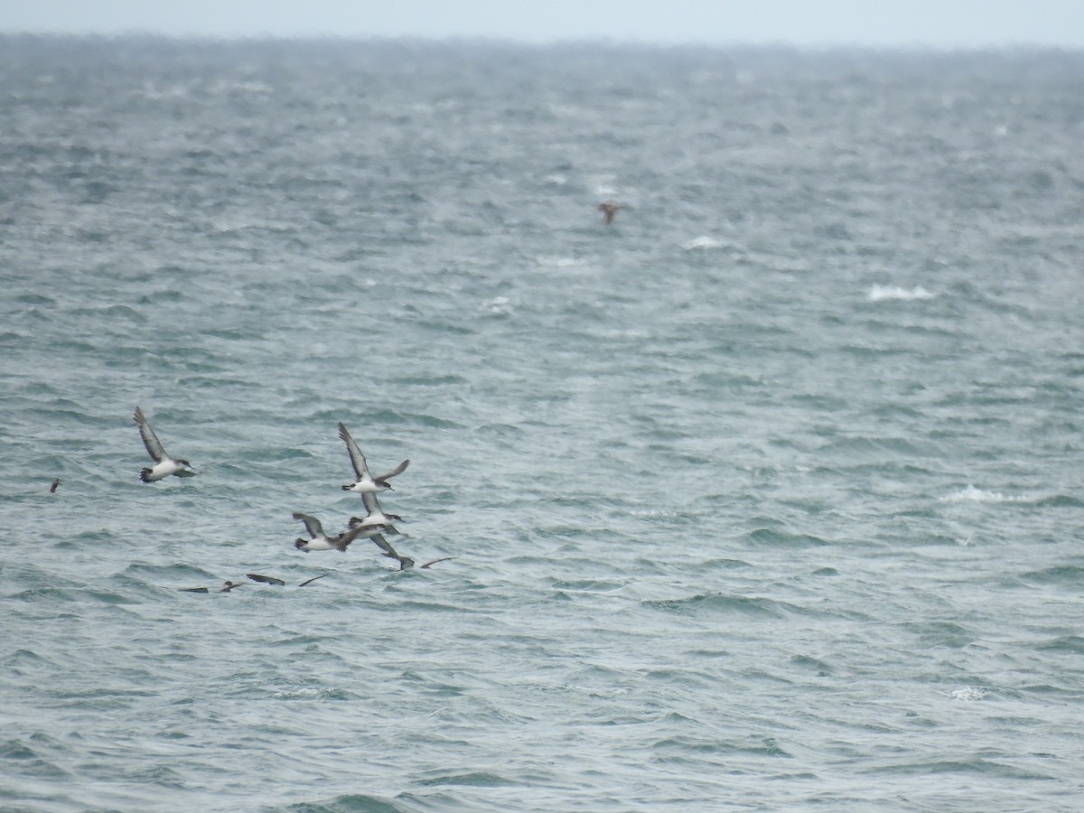 buřňák severní - ML644610493