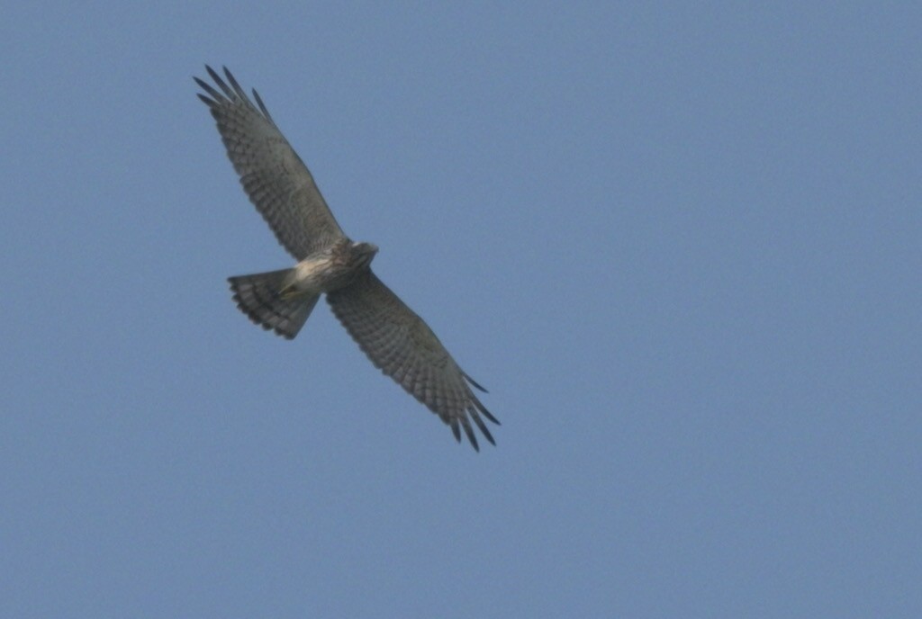 Саржуу харцгай - ML644610494