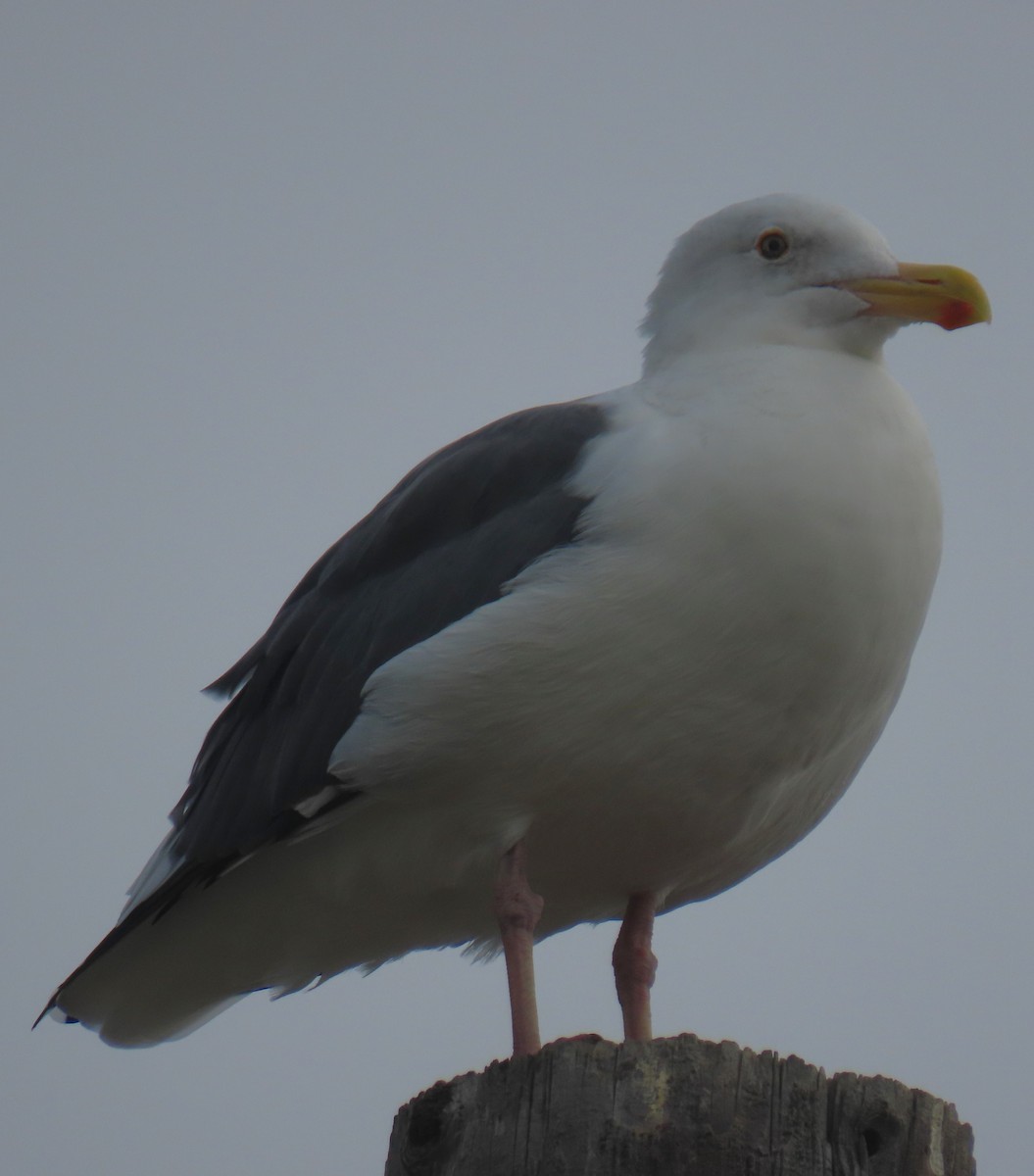 Мартин західний - ML644610497