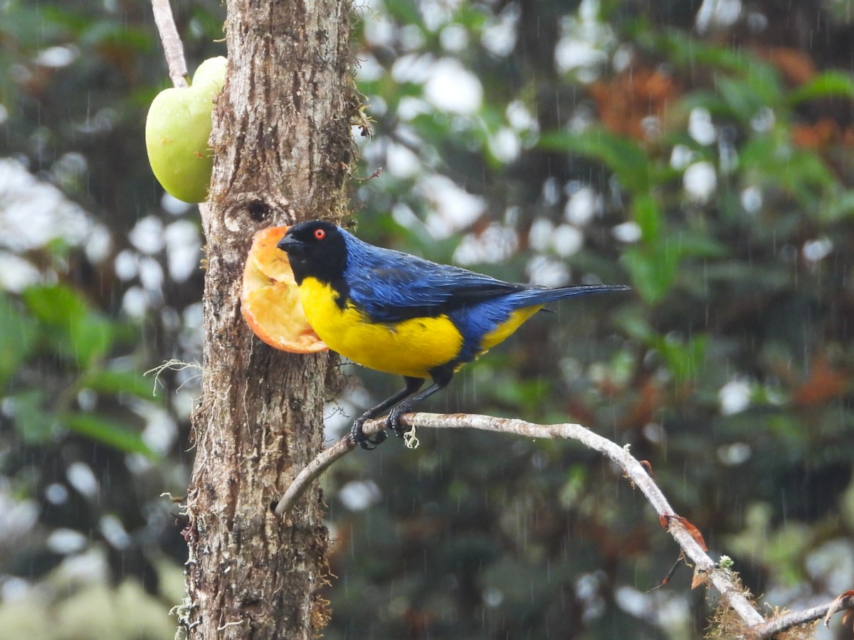Hooded Mountain Tanager - ML644610502
