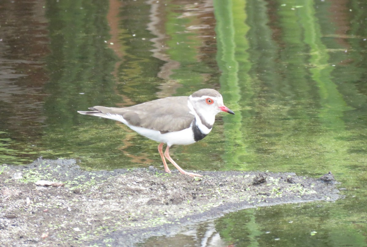 ミスジチドリ - ML644610511