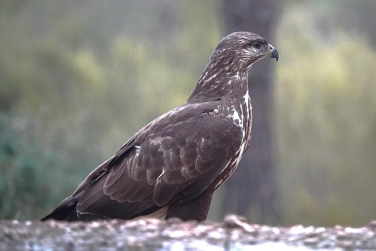 Buse variable - ML644610516