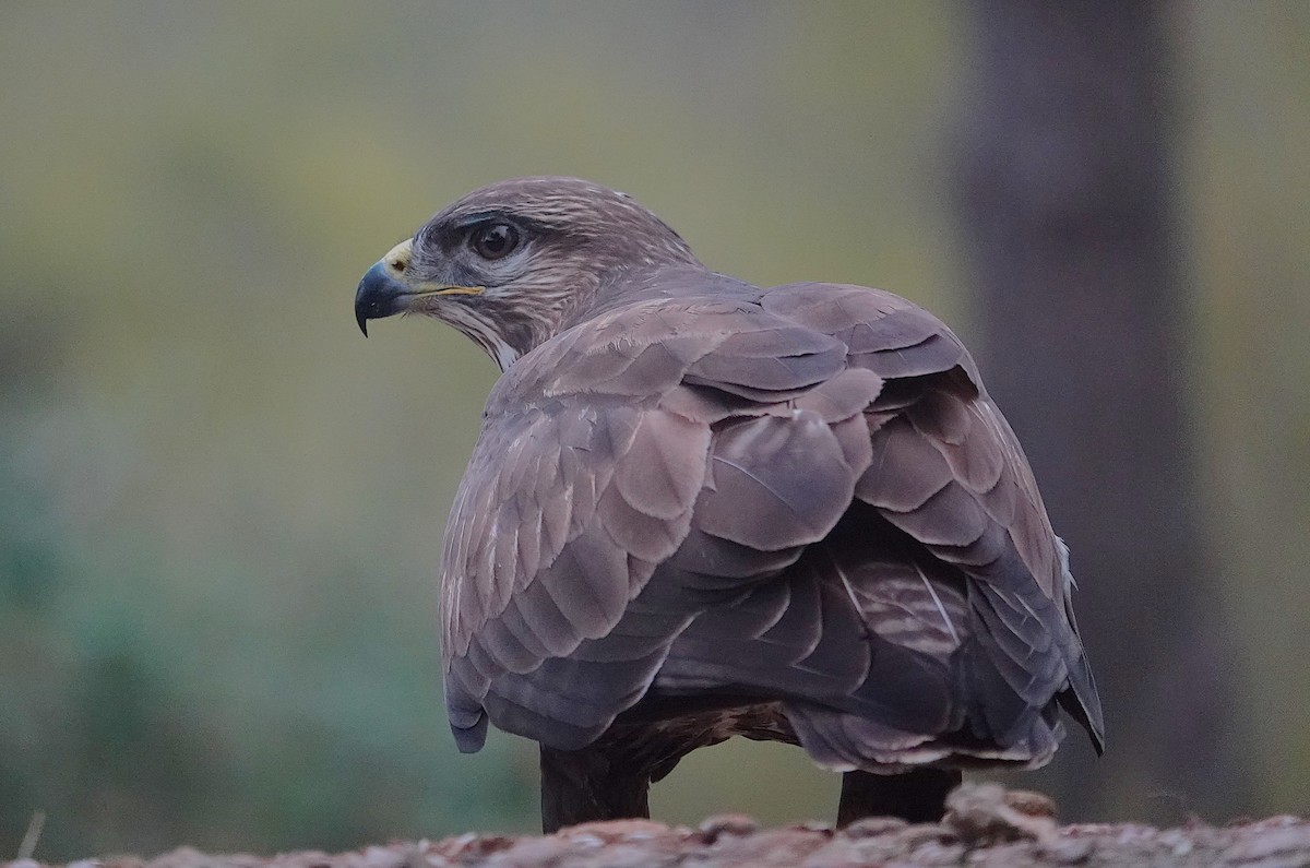 Buse variable - ML644610517