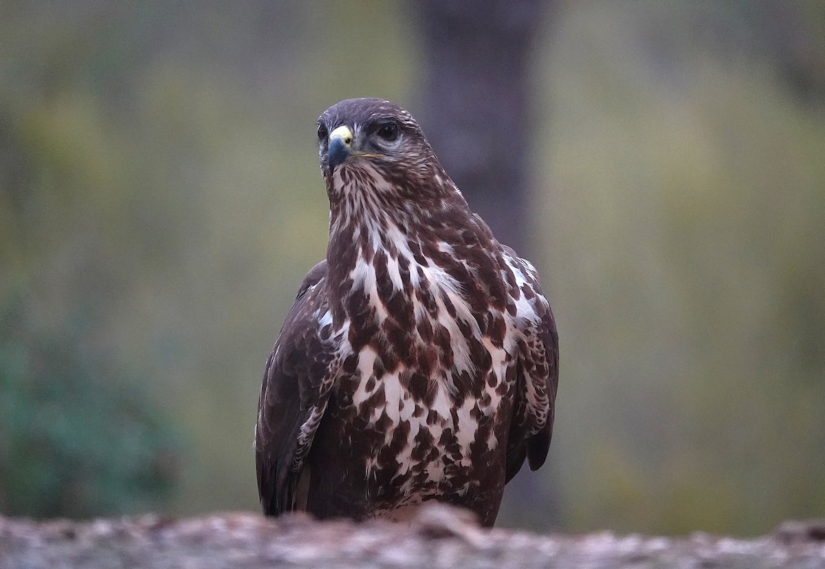 Buse variable - ML644610518