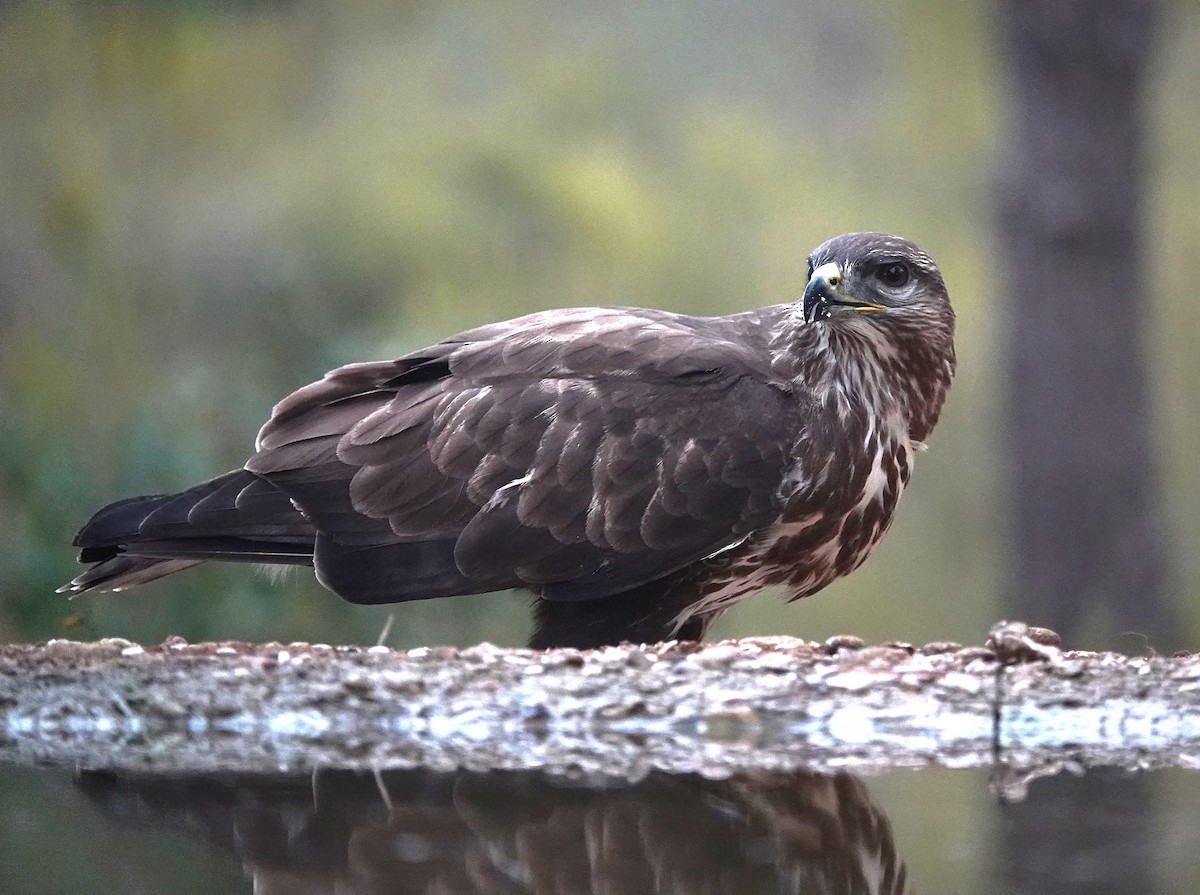 Buse variable - ML644610519