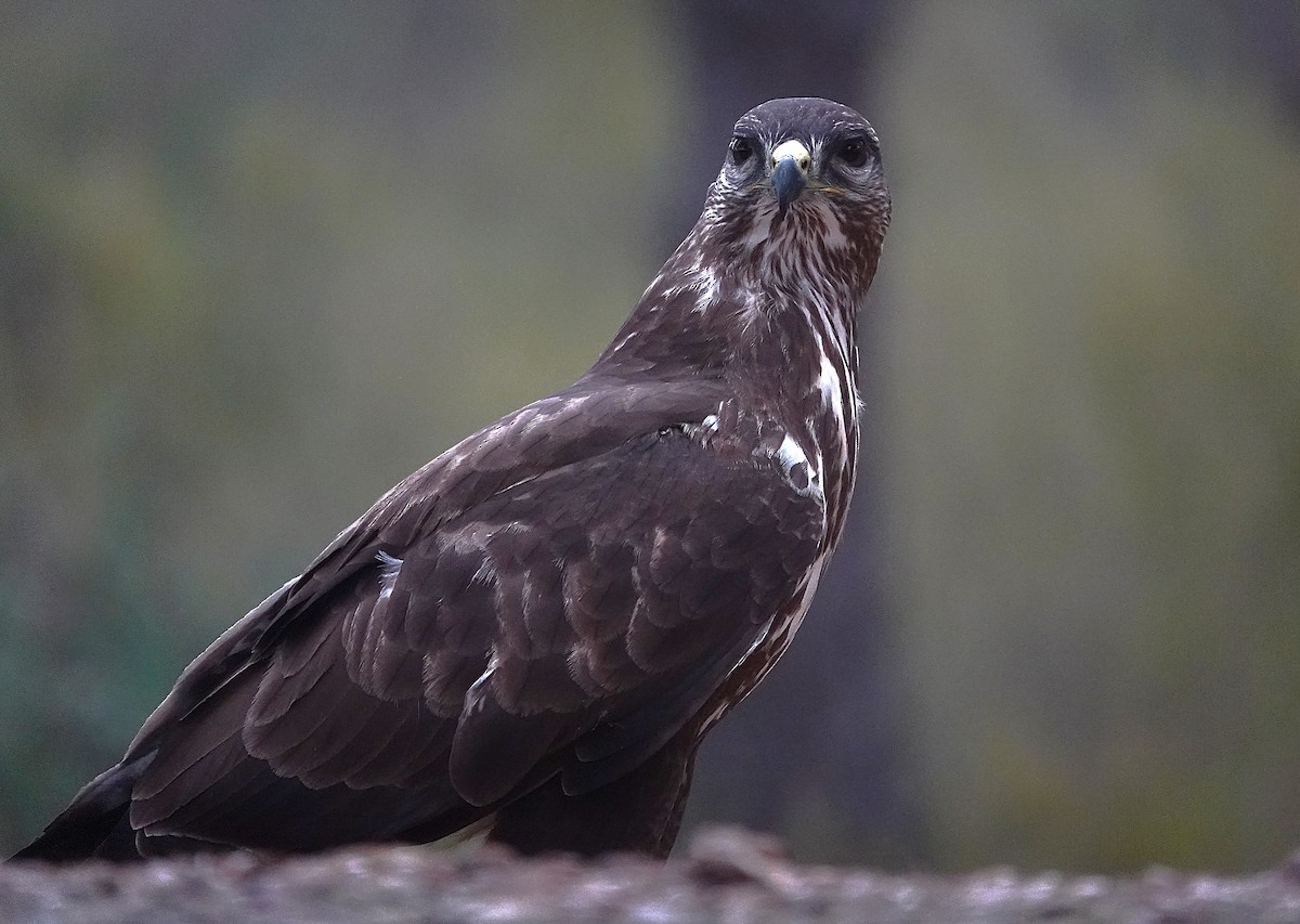 Buse variable - ML644610520