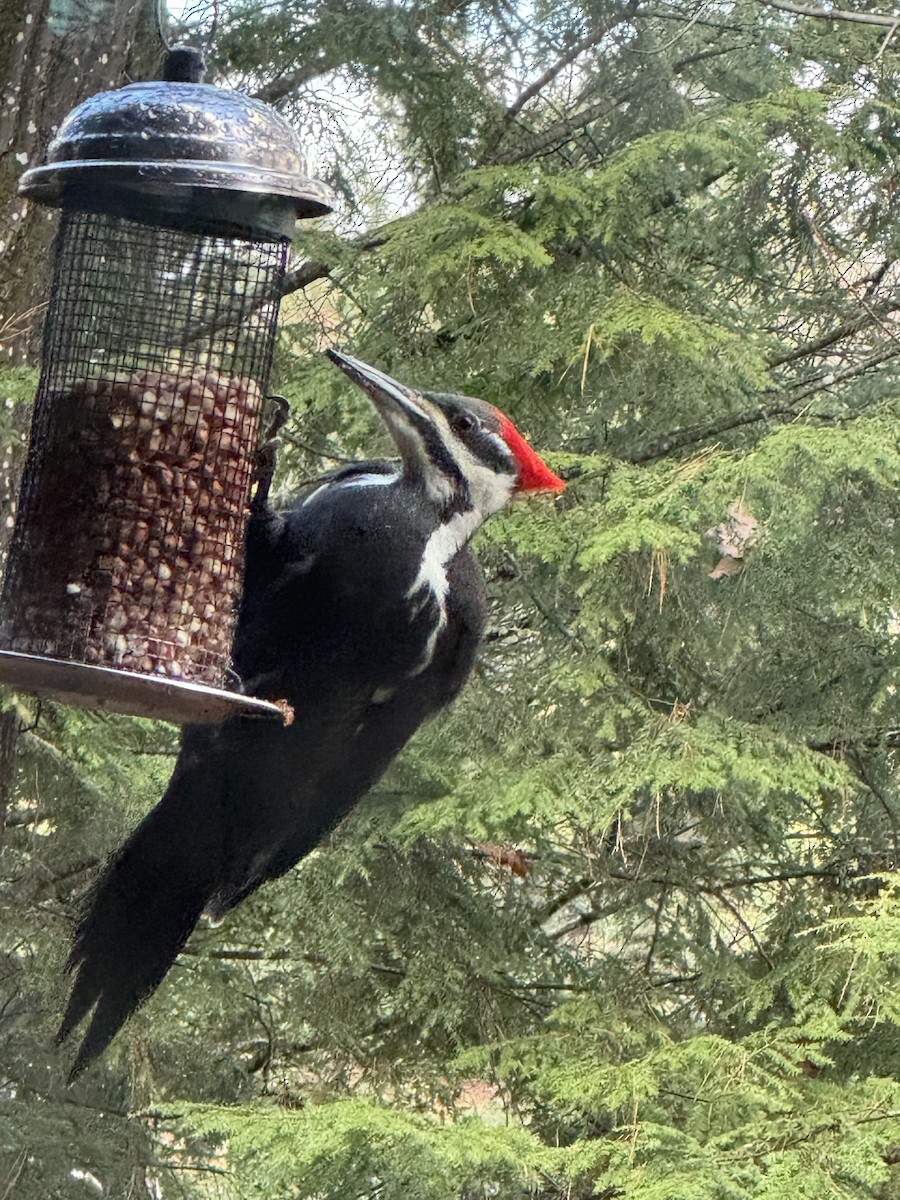 Хохлатая желна - ML644610529