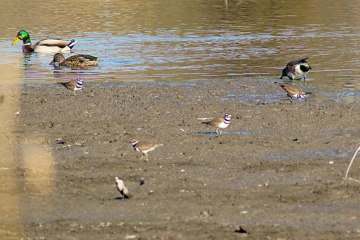 Mallard - ML644610530