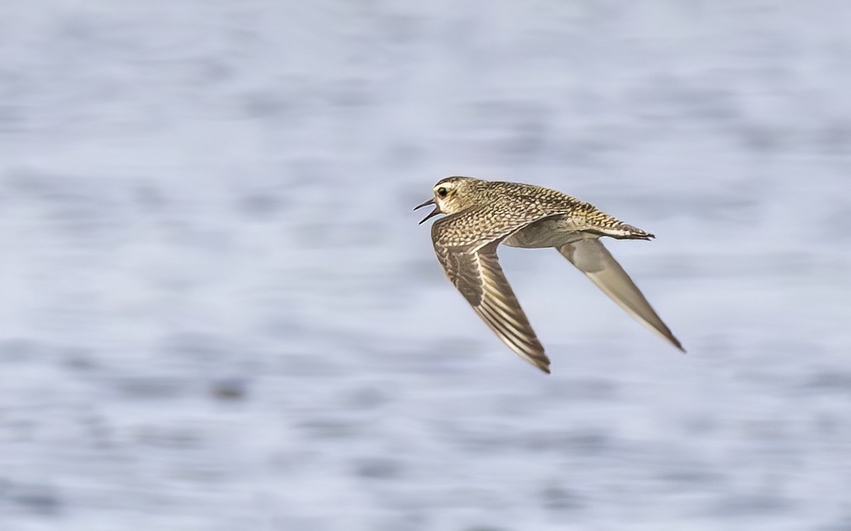 American Golden-Plover - ML644610532