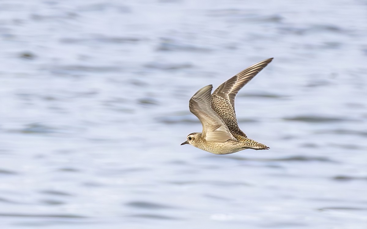 American Golden-Plover - ML644610533