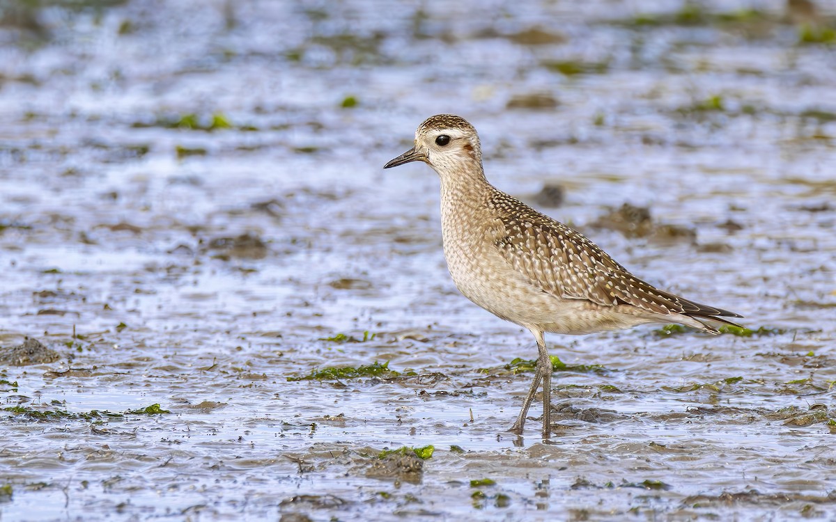 American Golden-Plover - ML644610534
