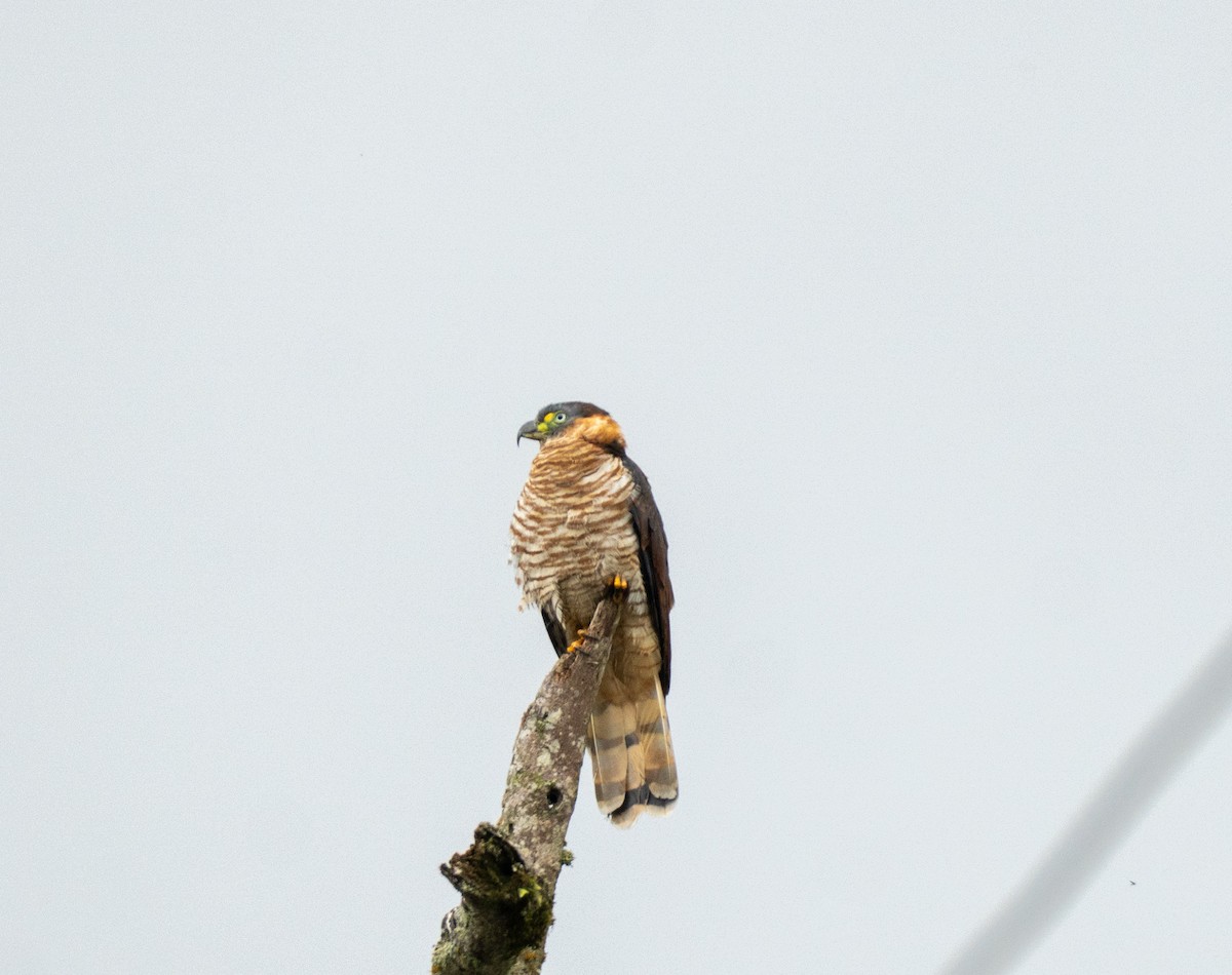 hákozobec neotropický - ML644610537