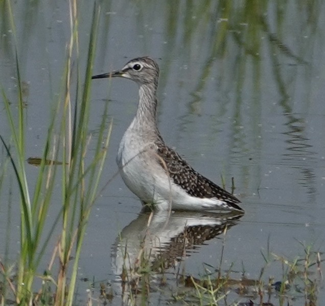 Wood Sandpiper - ML644610538