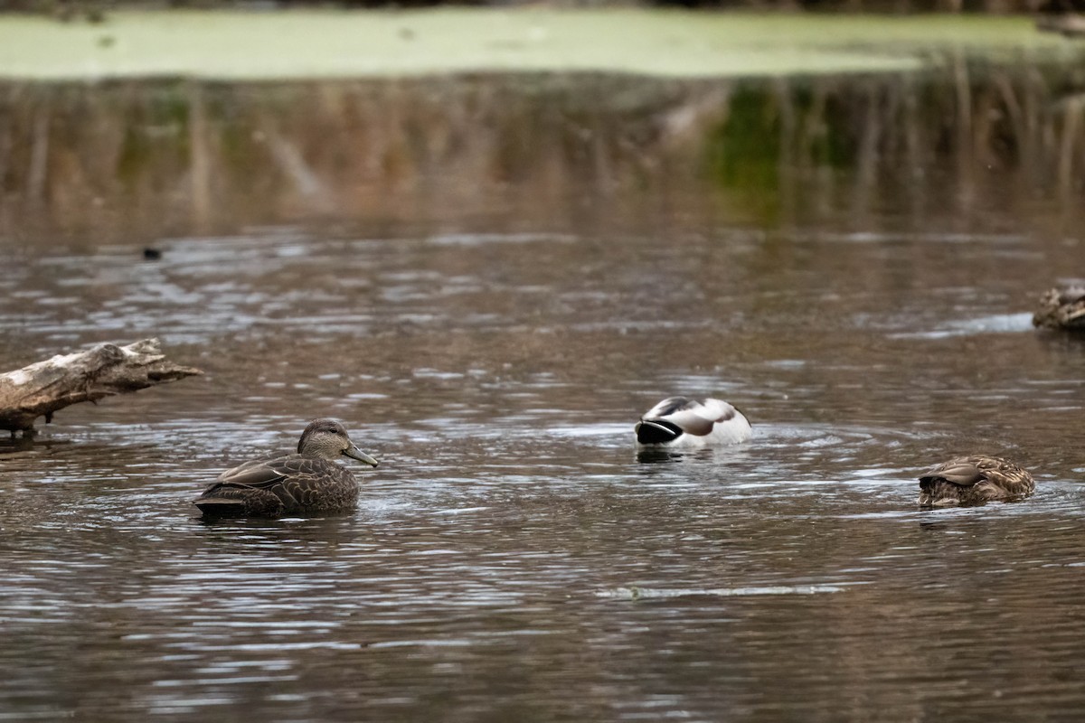 American Black Duck - ML644610542