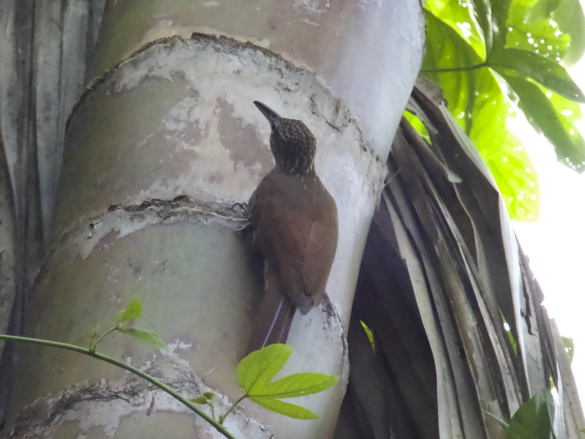 Grimpar cacao - ML644610549