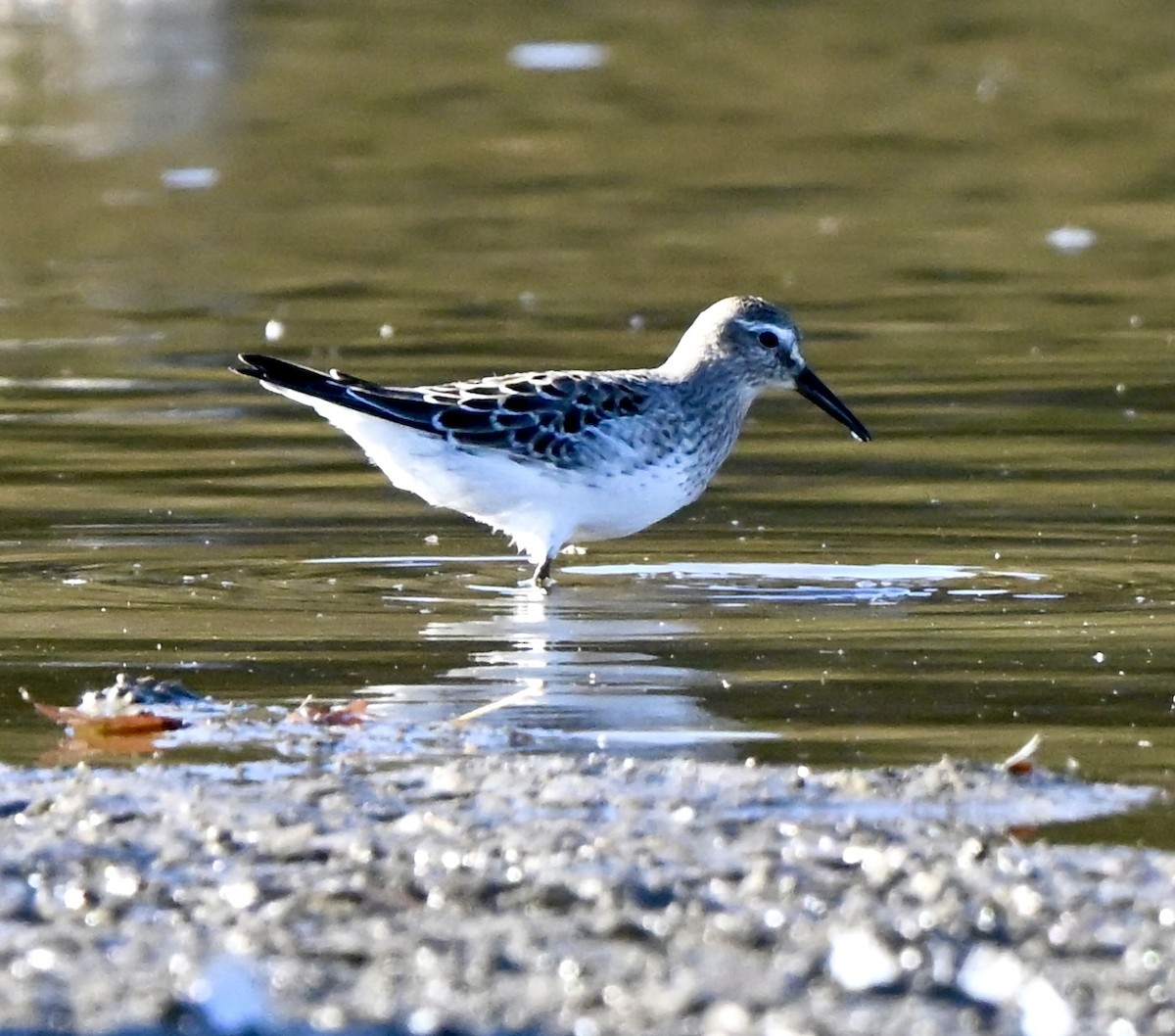 White-rumped Sandpiper - ML644610551