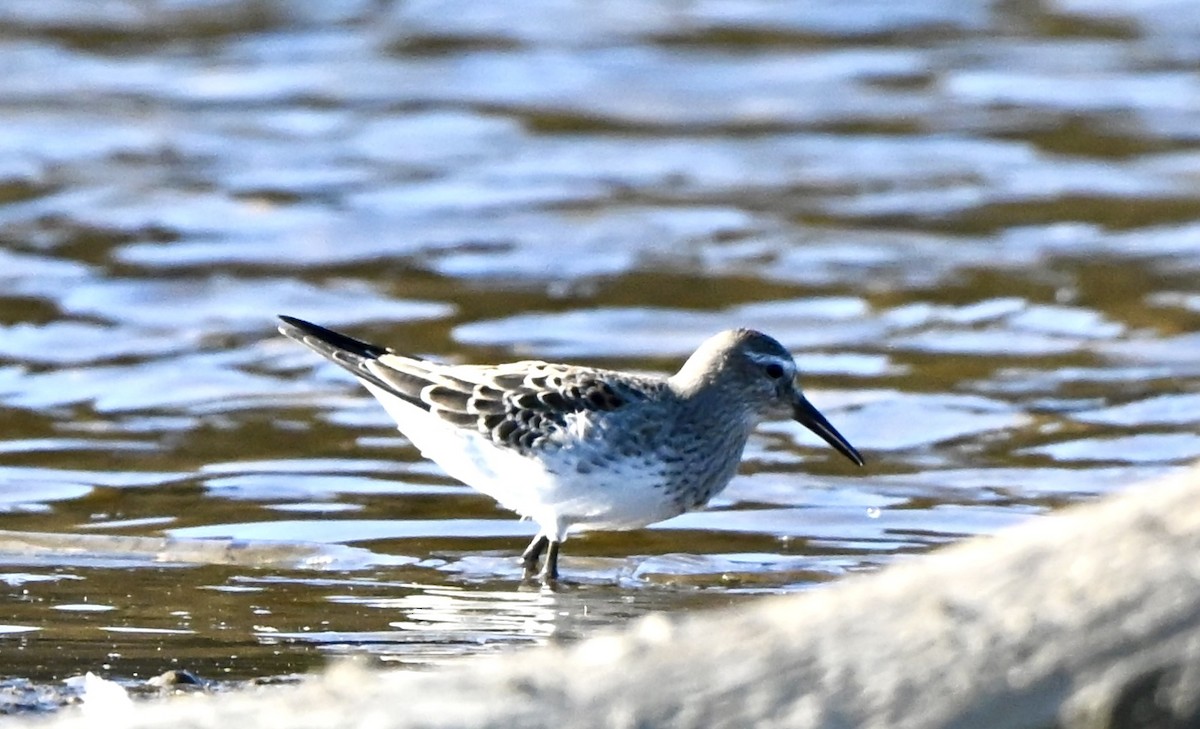 White-rumped Sandpiper - ML644610552