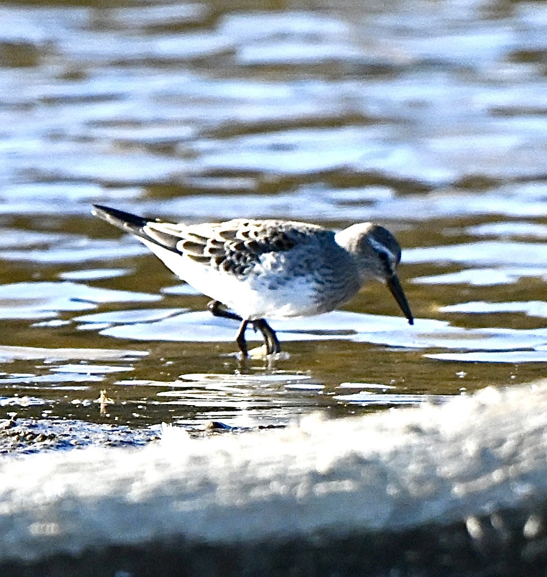 White-rumped Sandpiper - ML644610553